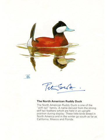 SCOTT Sir Peter - print of a North American Ruddy Duck Signed